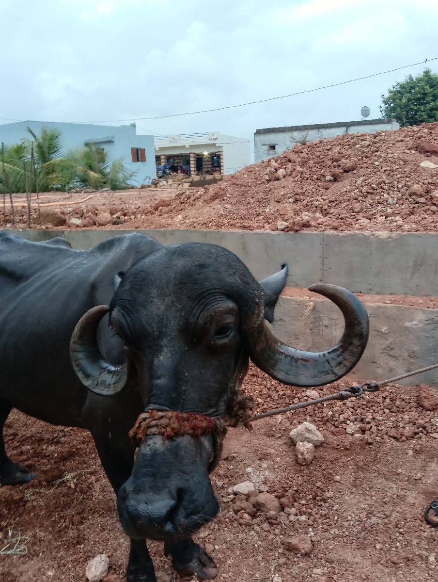 ભેંસ વેચ વા ની છે