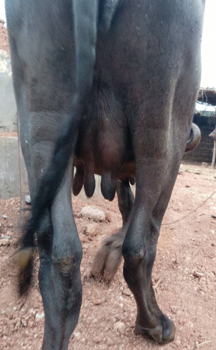 ભેંસ વેચ વા ની છે