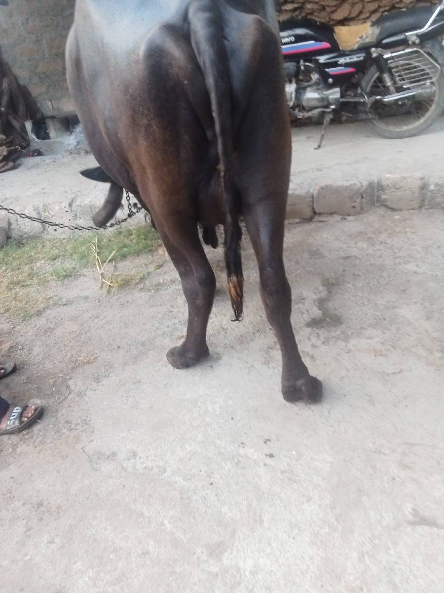 વેચવાની