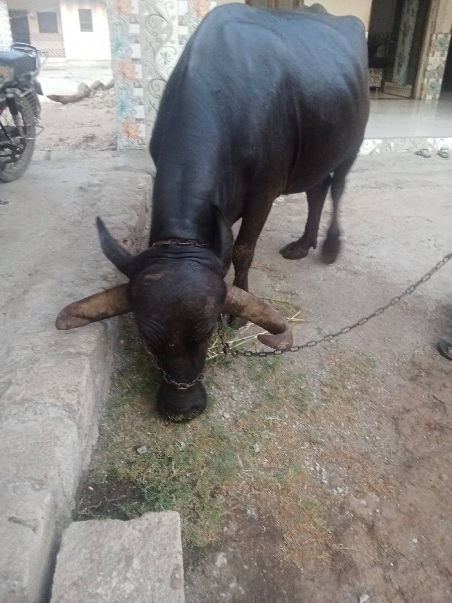 વેચવાની