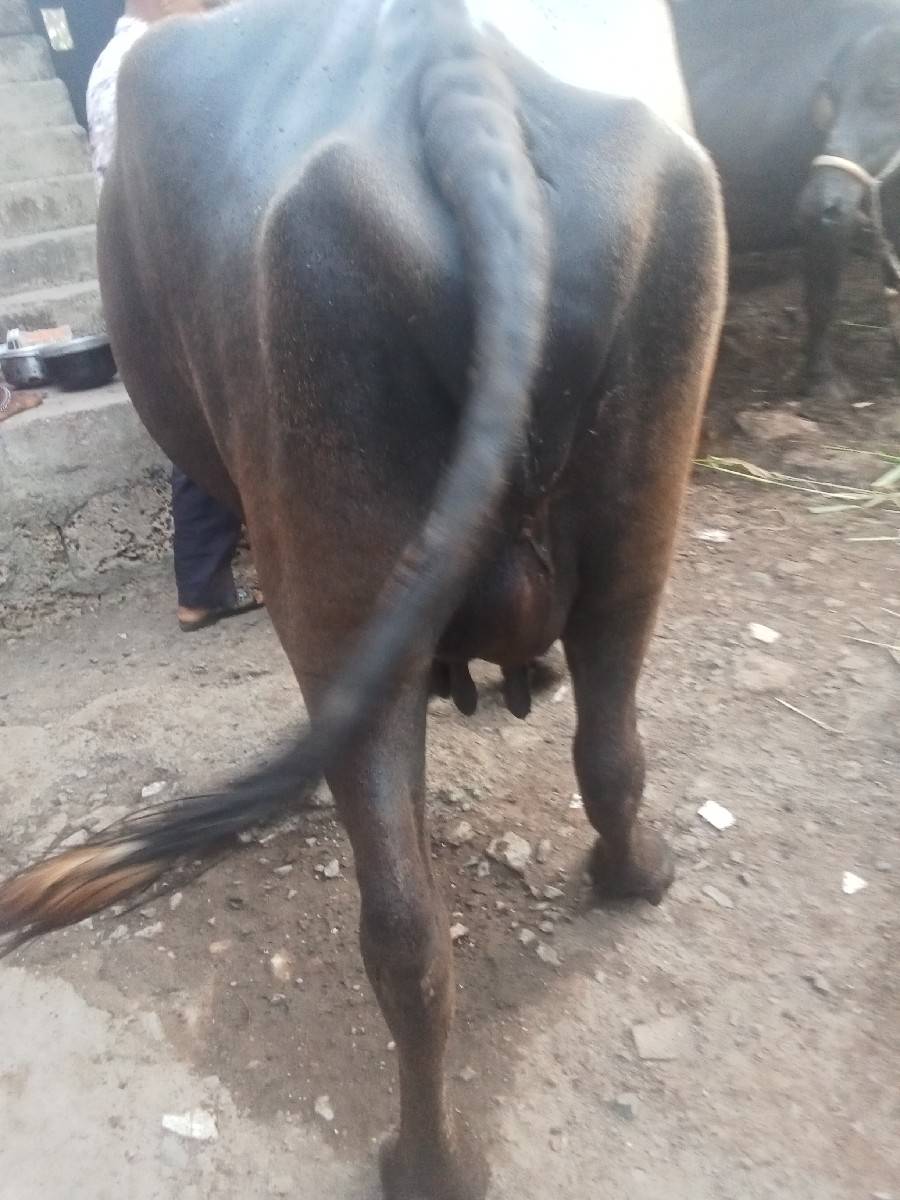 વેચવાની