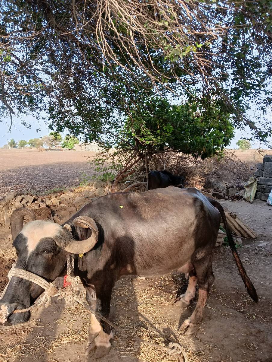 ભેંસ વેચવાની છે