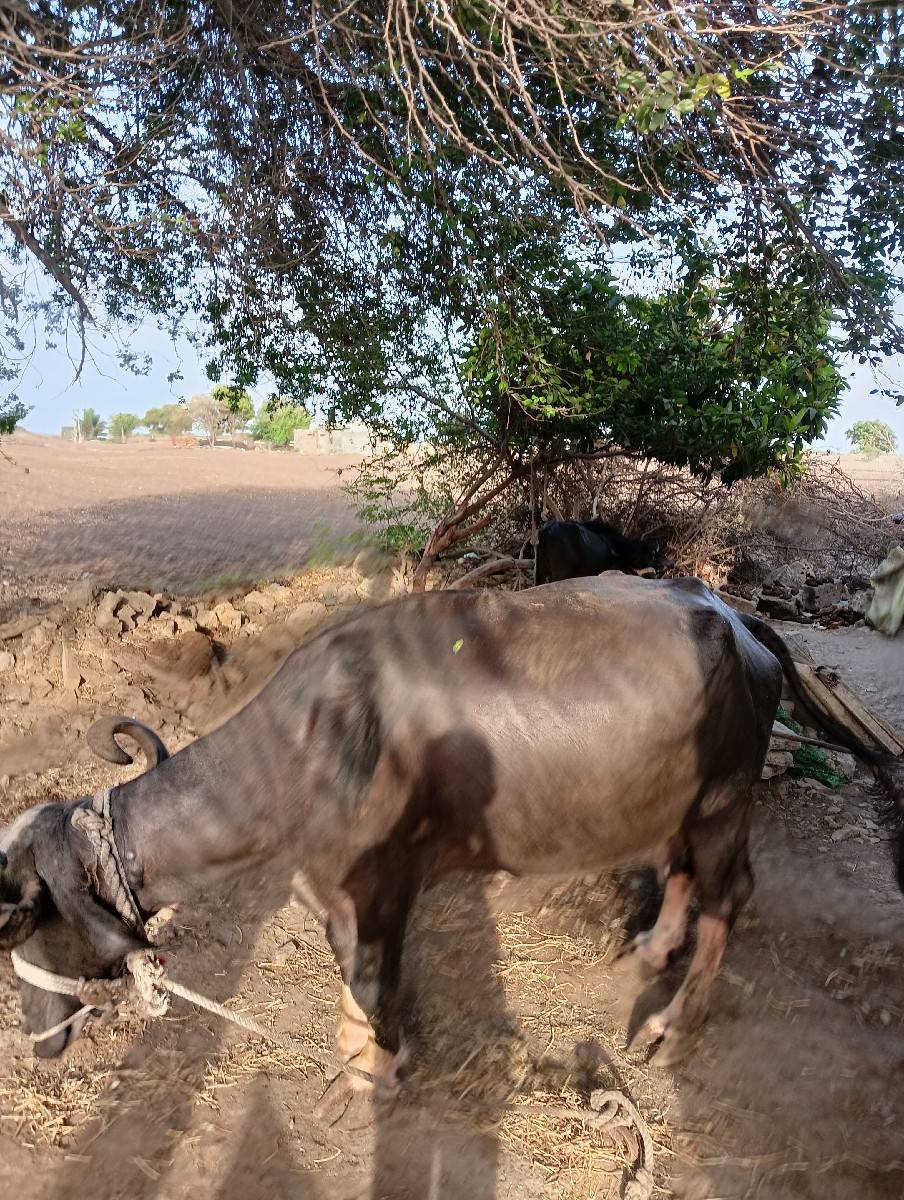 ભેંસ વેચવાની છે