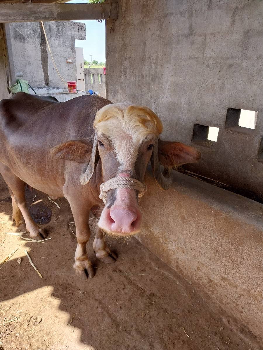 ભેંસ વેચવાની