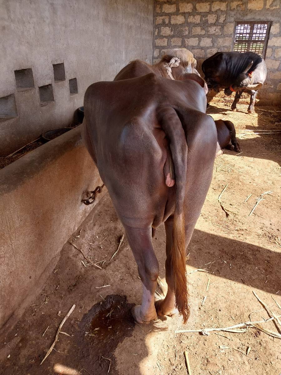 ભેંસ વેચવાની