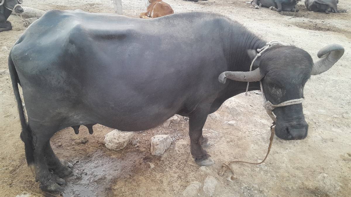 વેચવાનીછે