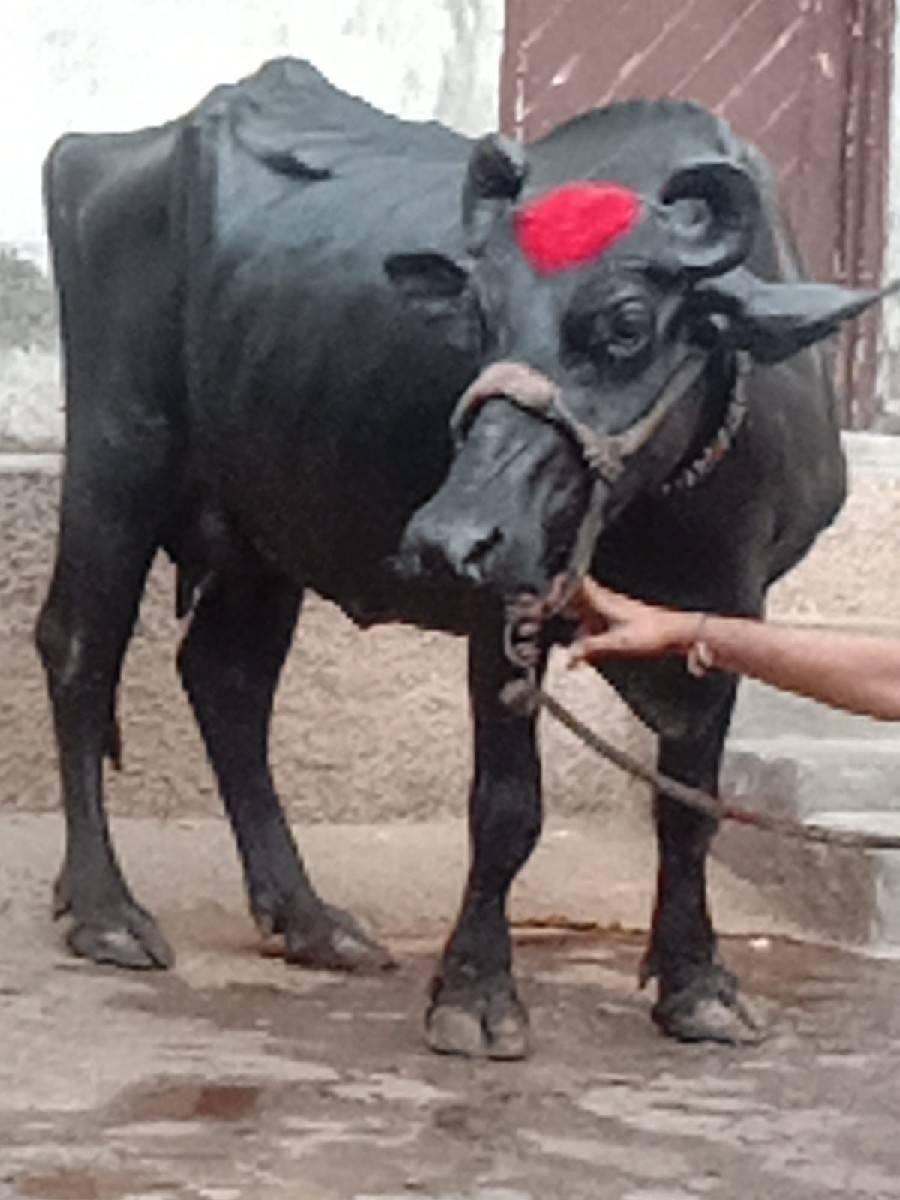 ભેંસ વેચવાનું છે