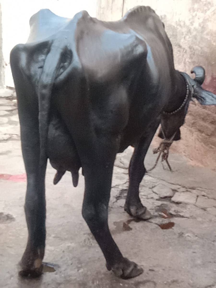 ભેંસ વેચવાનું છે