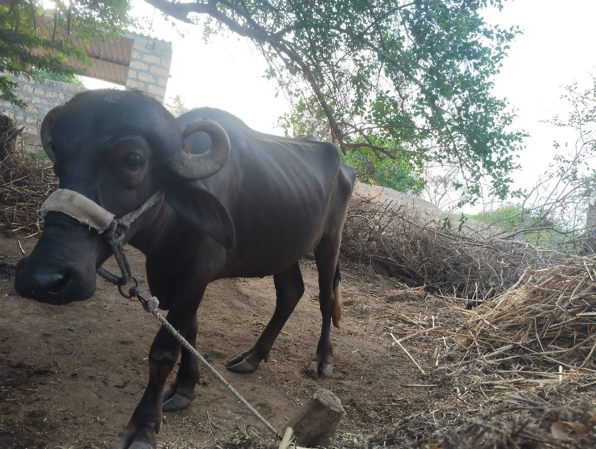 બે ખડેલા વેચવા ના છે સારા વેલાના છે
