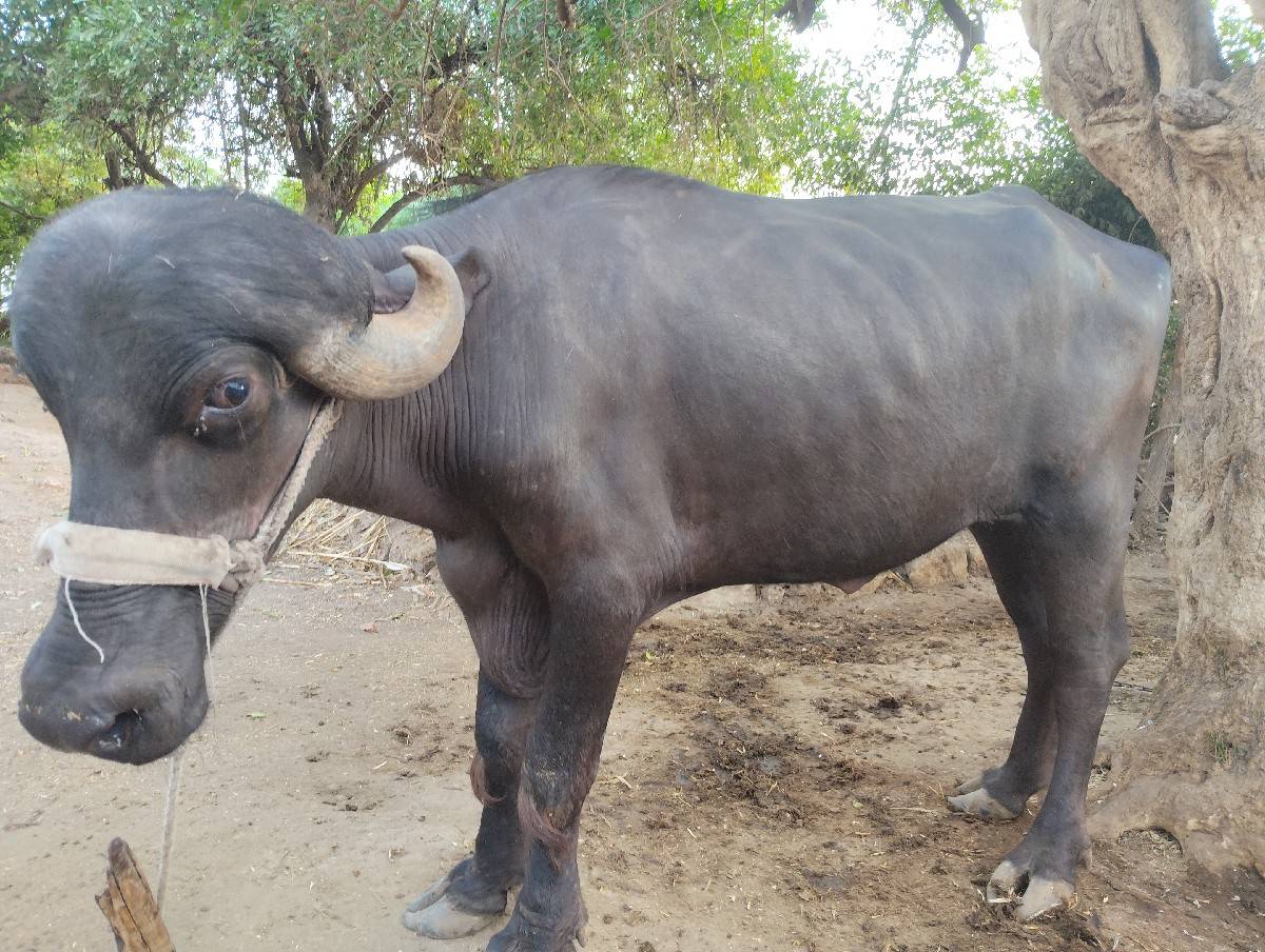 બે ખડેલા વેચવા ના છે સારા વેલાના છે