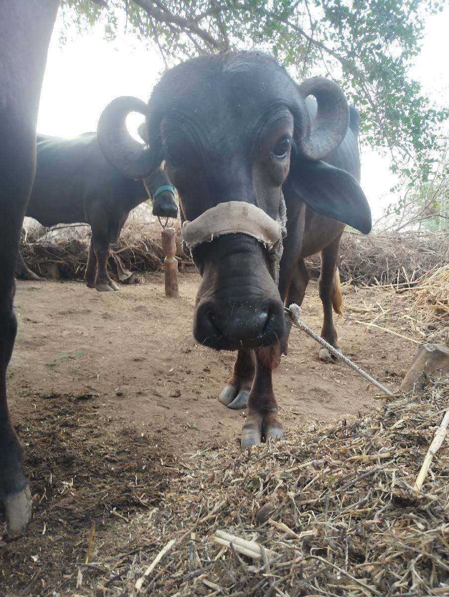 બે ખડેલા વેચવા ના છે સારા વેલાના છે