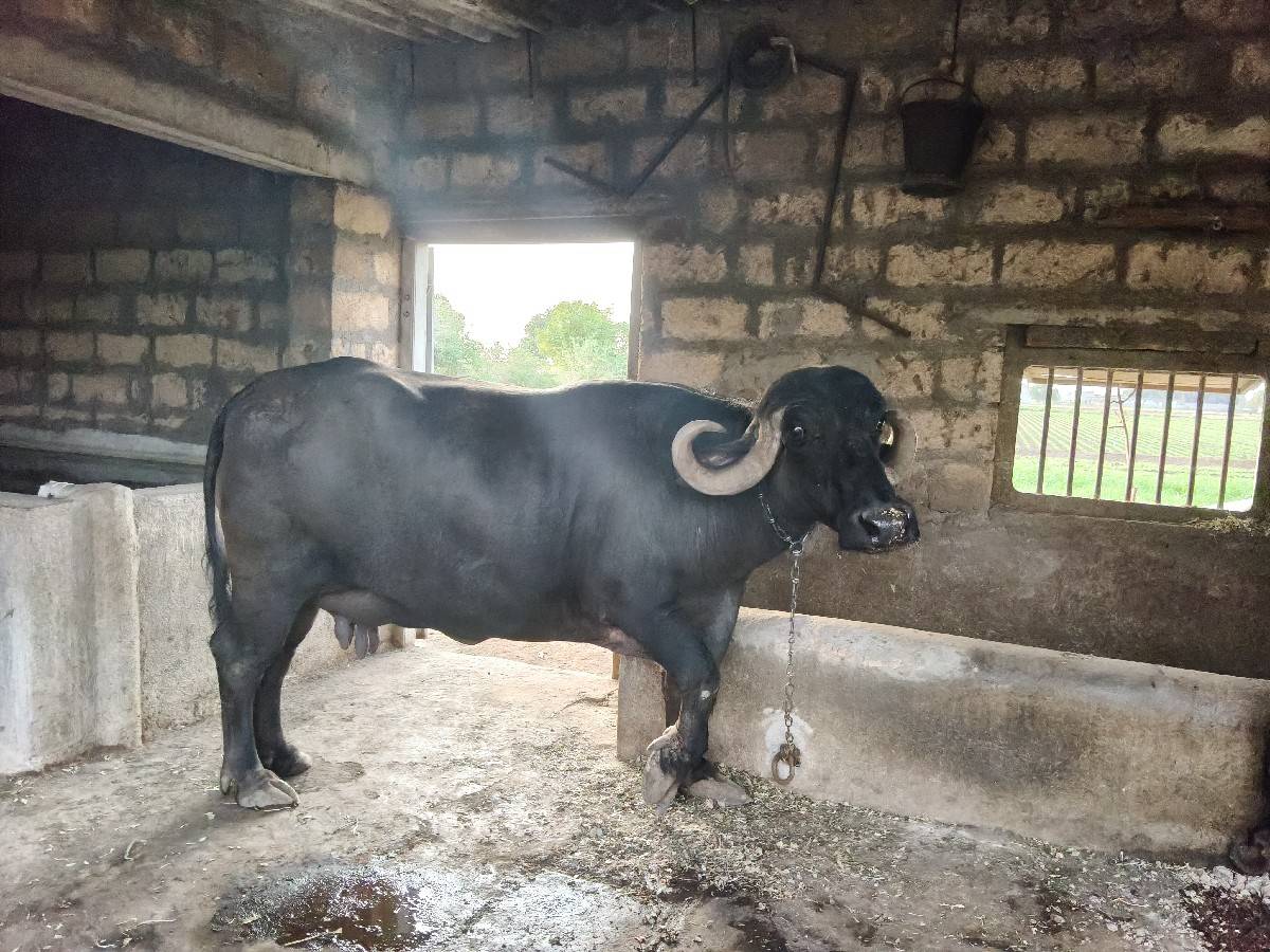 ભેંસ વેચવાની છે