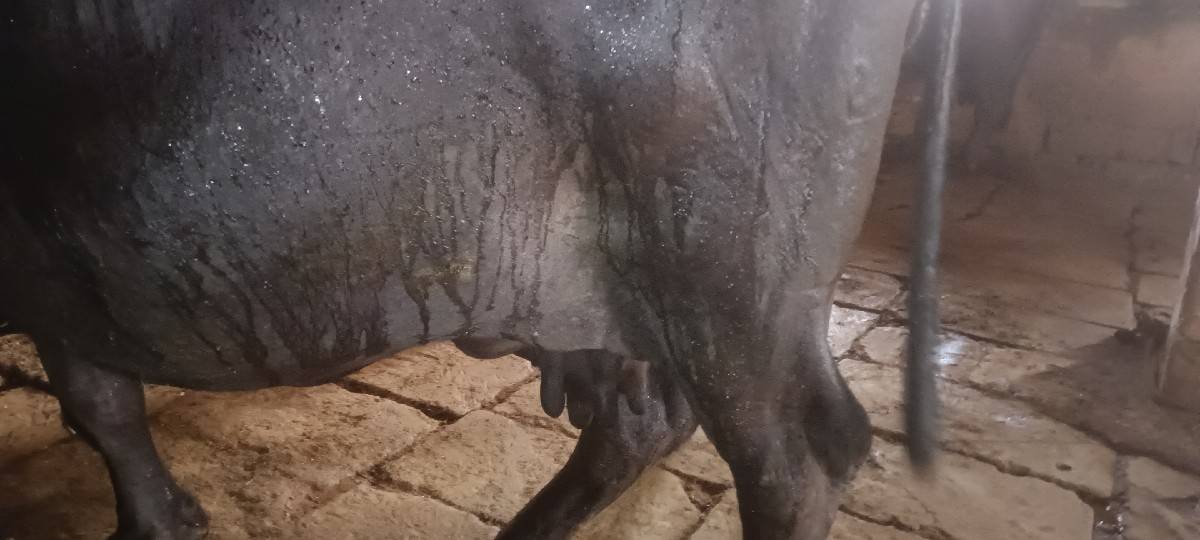 ભેચ વેચવા ની છે