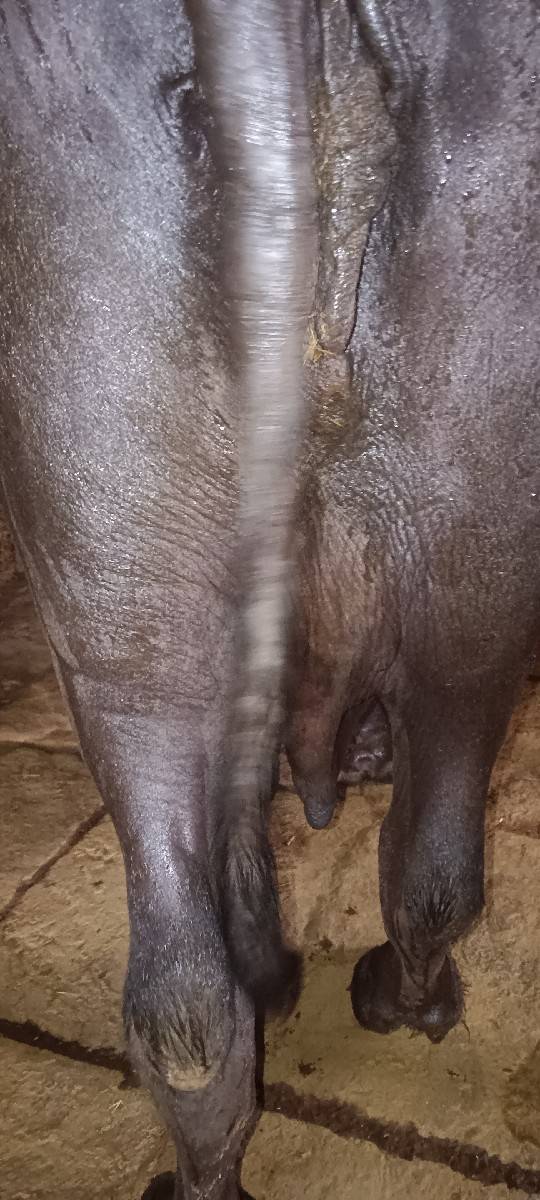 ભેચ વેચવા ની છે