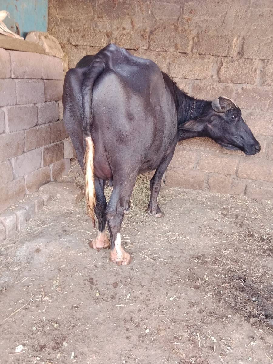 ભેંસ વેચવા ની છે