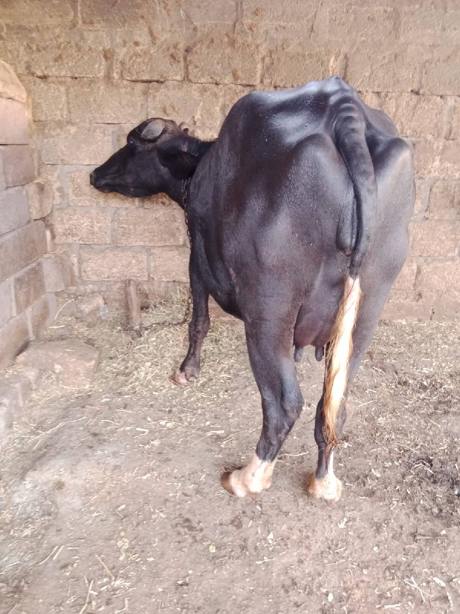 ભેંસ વેચવા ની છે