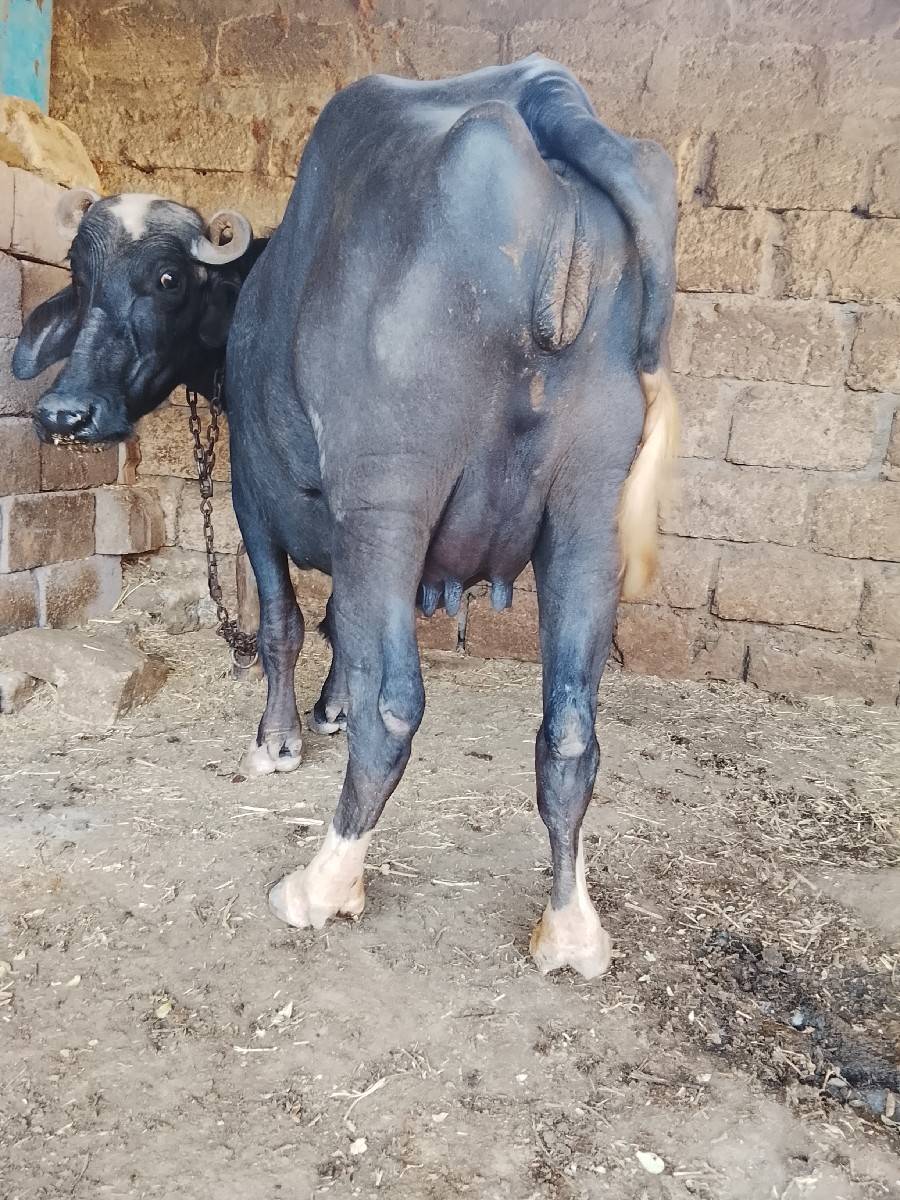 ભેંસ વેચવા ની છે