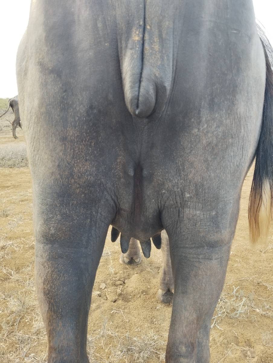 પૅલ વૅતરી ખડાય