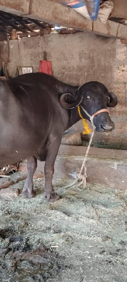 બીજું વેતર છે