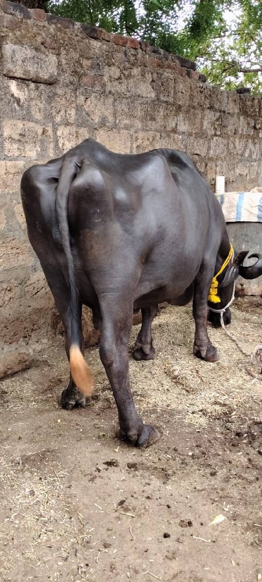 બીજું વેતર છે