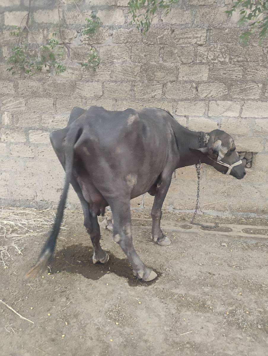 પંદરદીવસનીવારછે