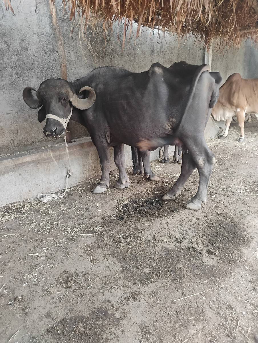 પંદરદીવસનીવારછે