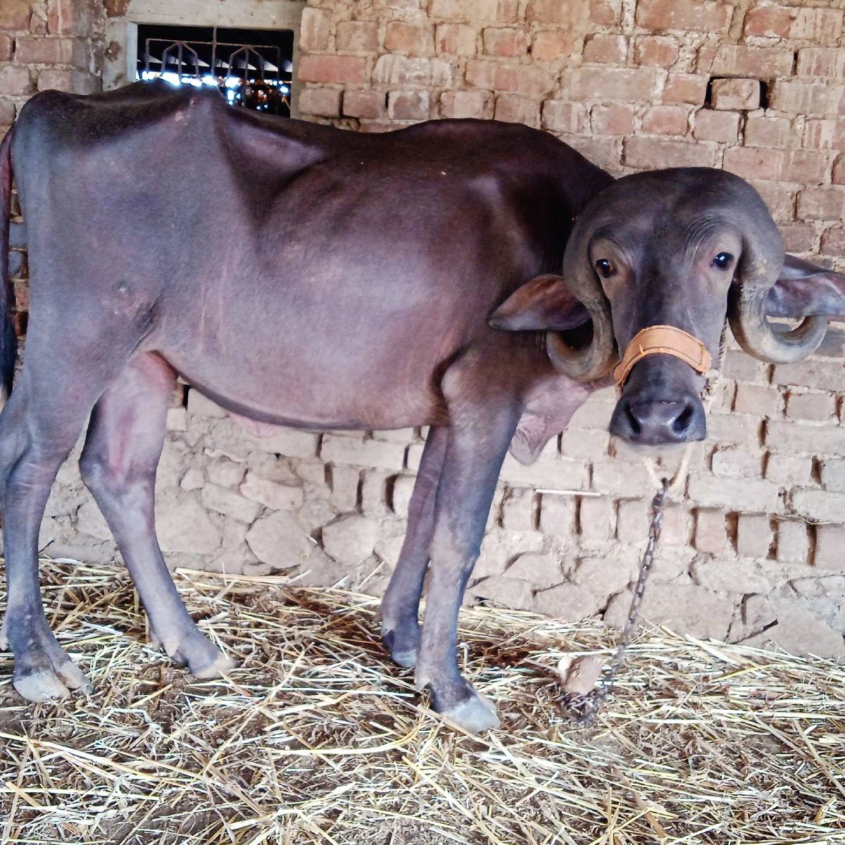 જાફરાબાદી       ખડી વેચવાન