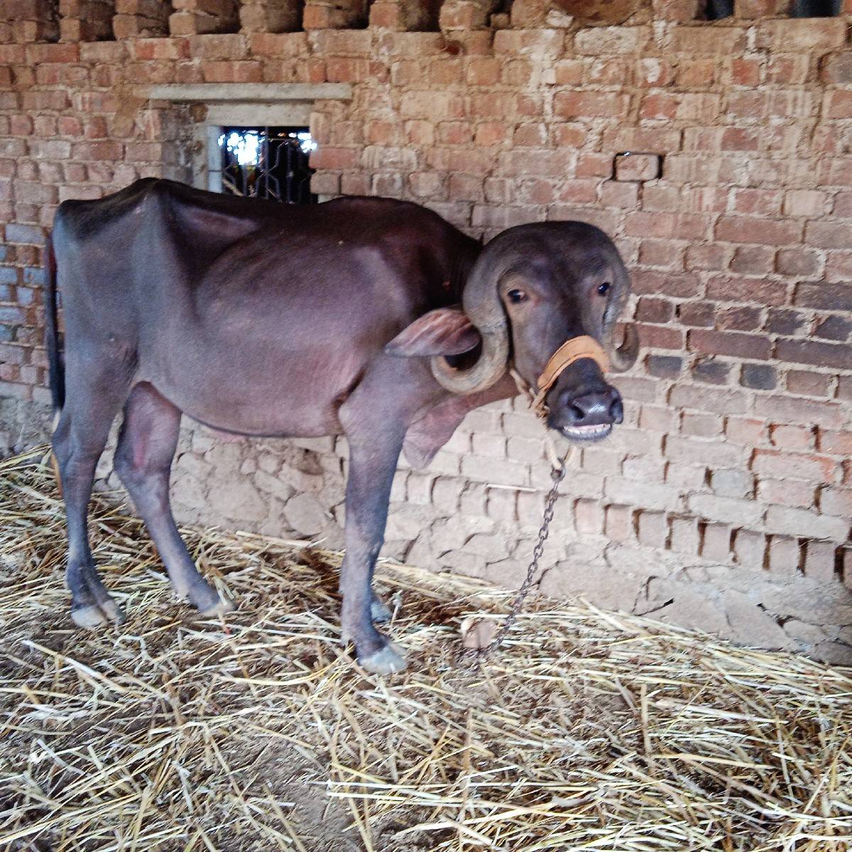 જાફરાબાદી       ખડી વેચવાન