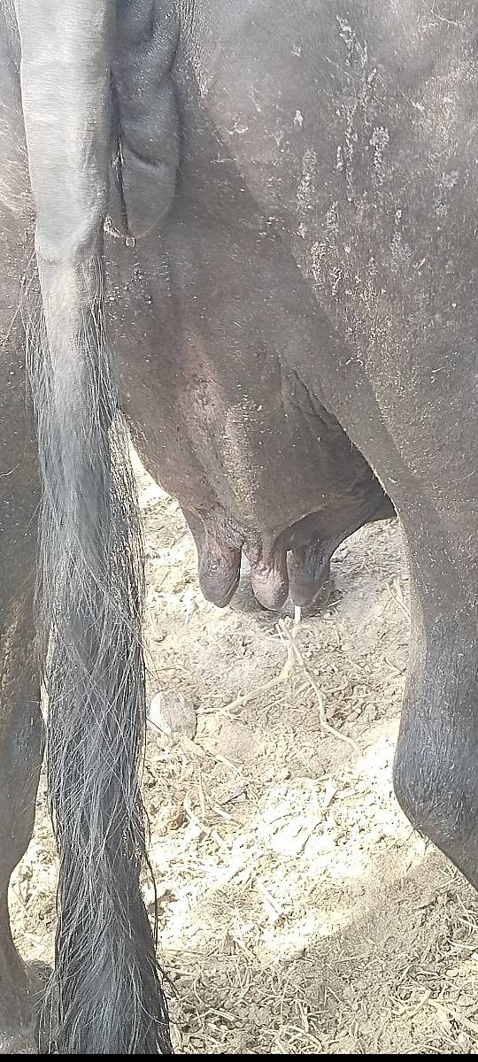 2 વેતર વિયાસે