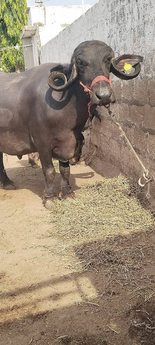 2 વેતર વિયાસે