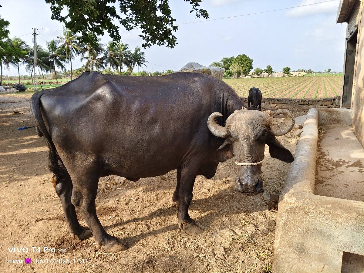 ભેંશ વેશવા નિ છે