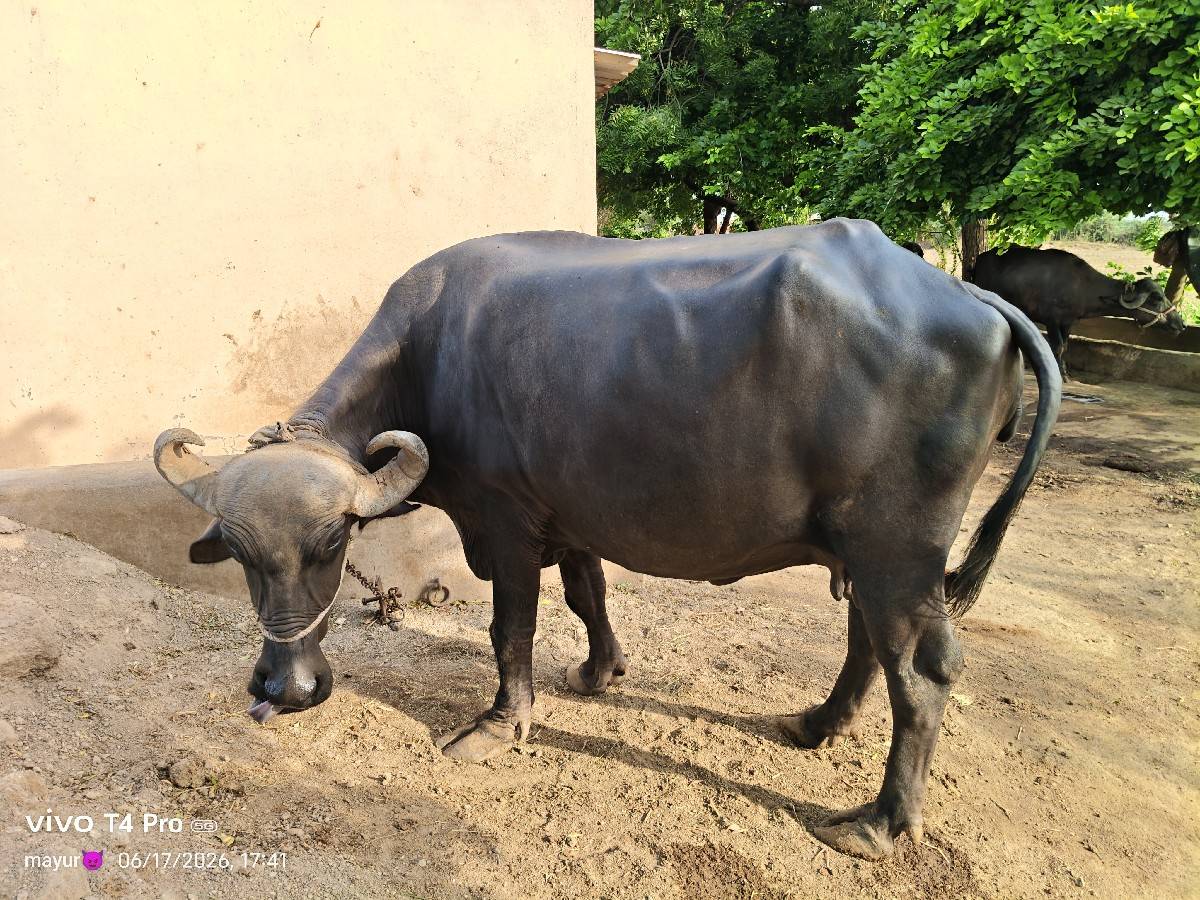 ભેંશ વેશવા નિ છે