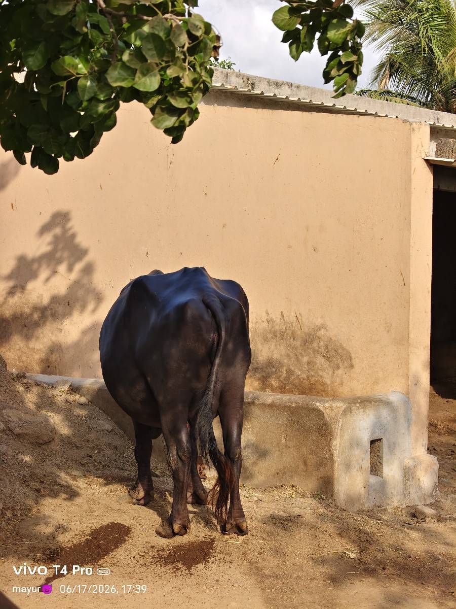 ભેંશ વેશવા નિ છે