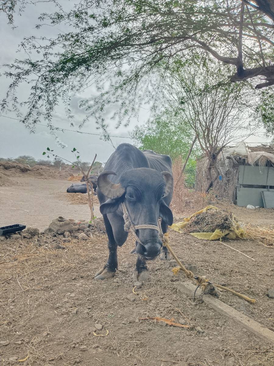 વેલા તૅ પેલા