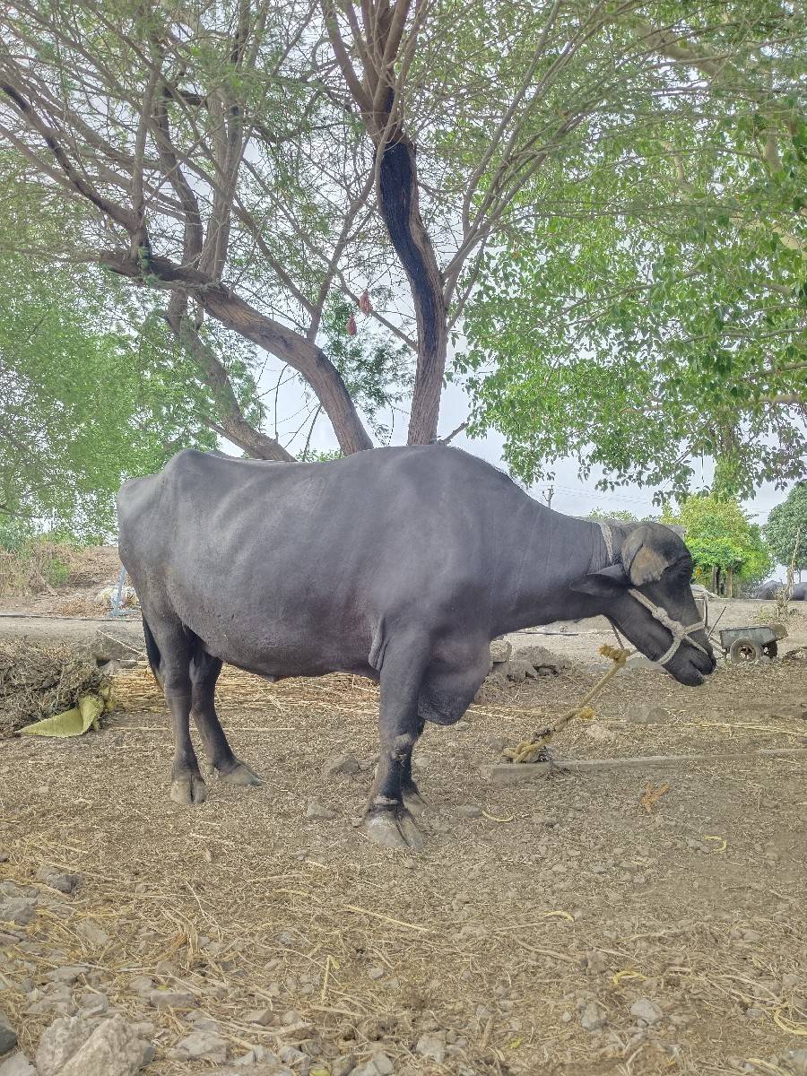 વેલા તૅ પેલા
