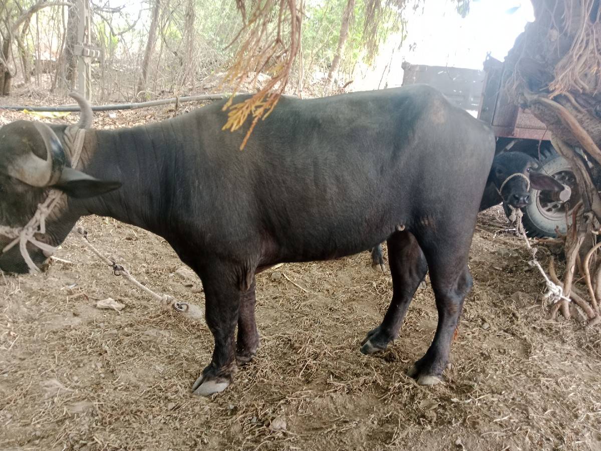 2.5 વર્ષનુ છે