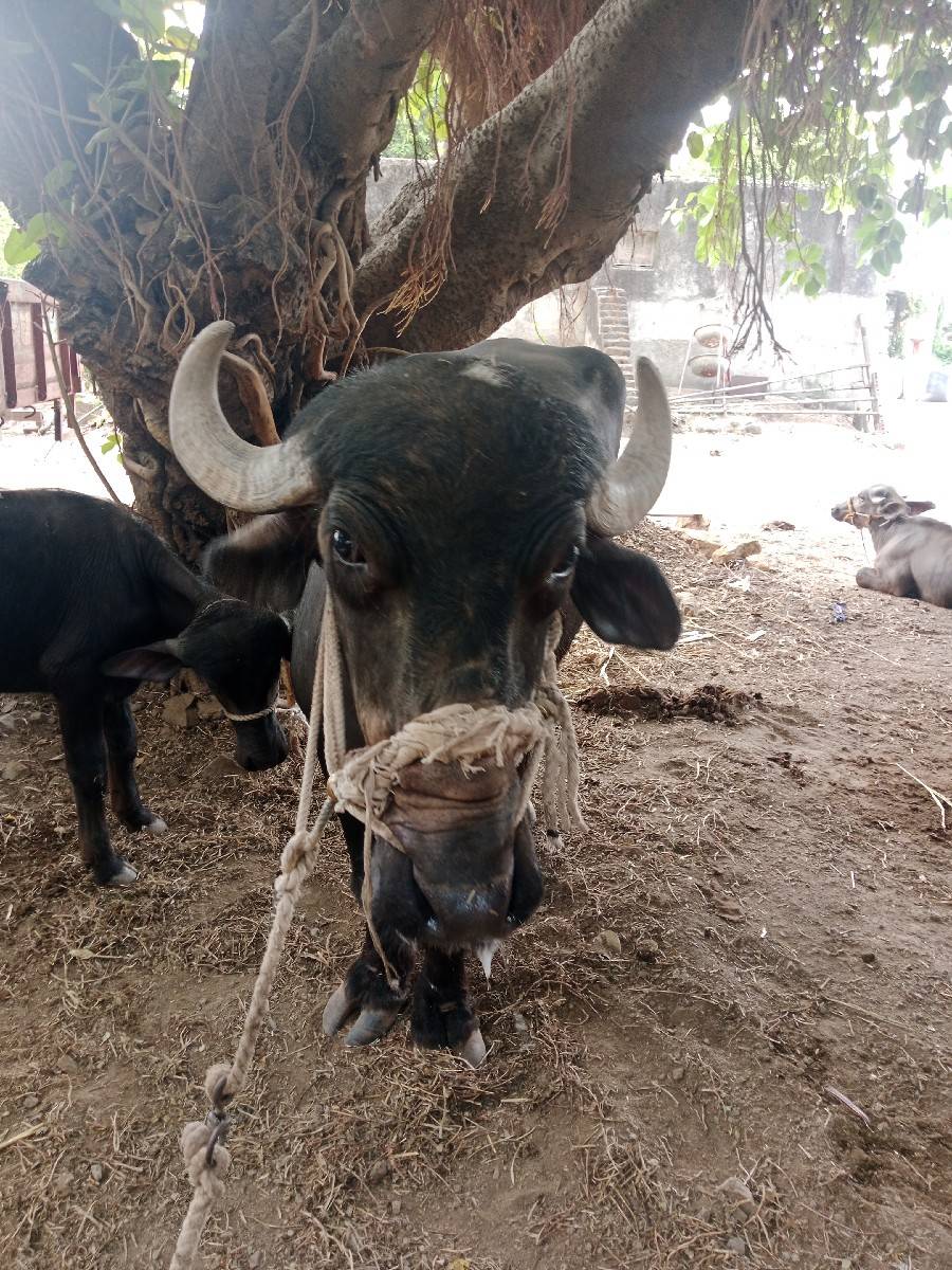 2.5 વર્ષનુ છે