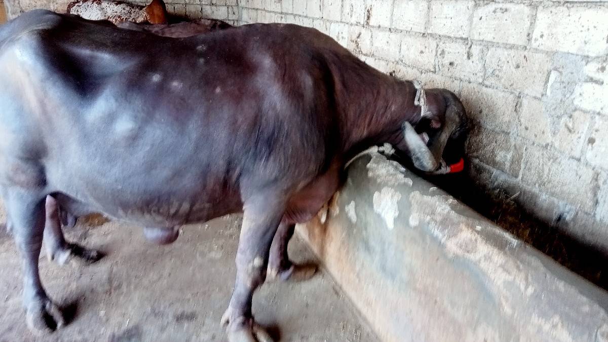ભેંસ વેચવાની છે