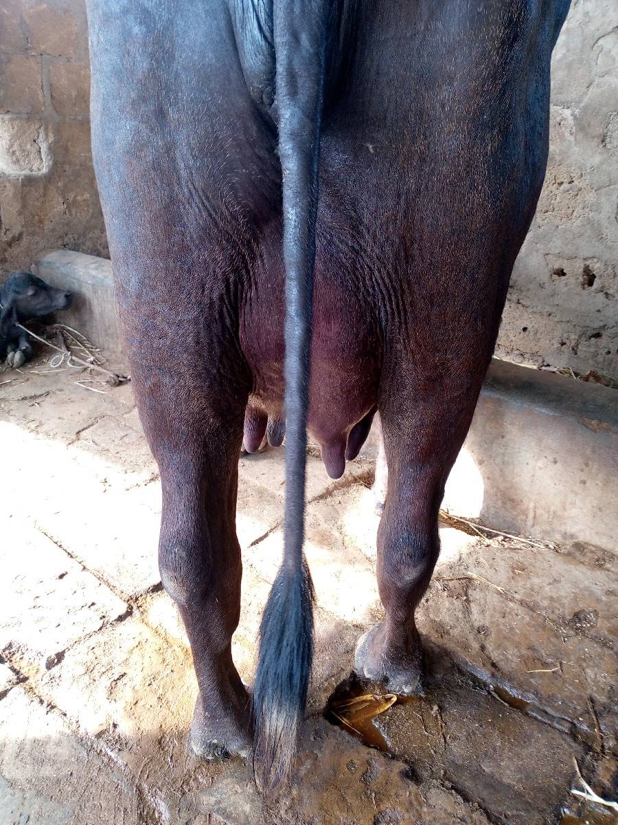 Mahesh Parmar