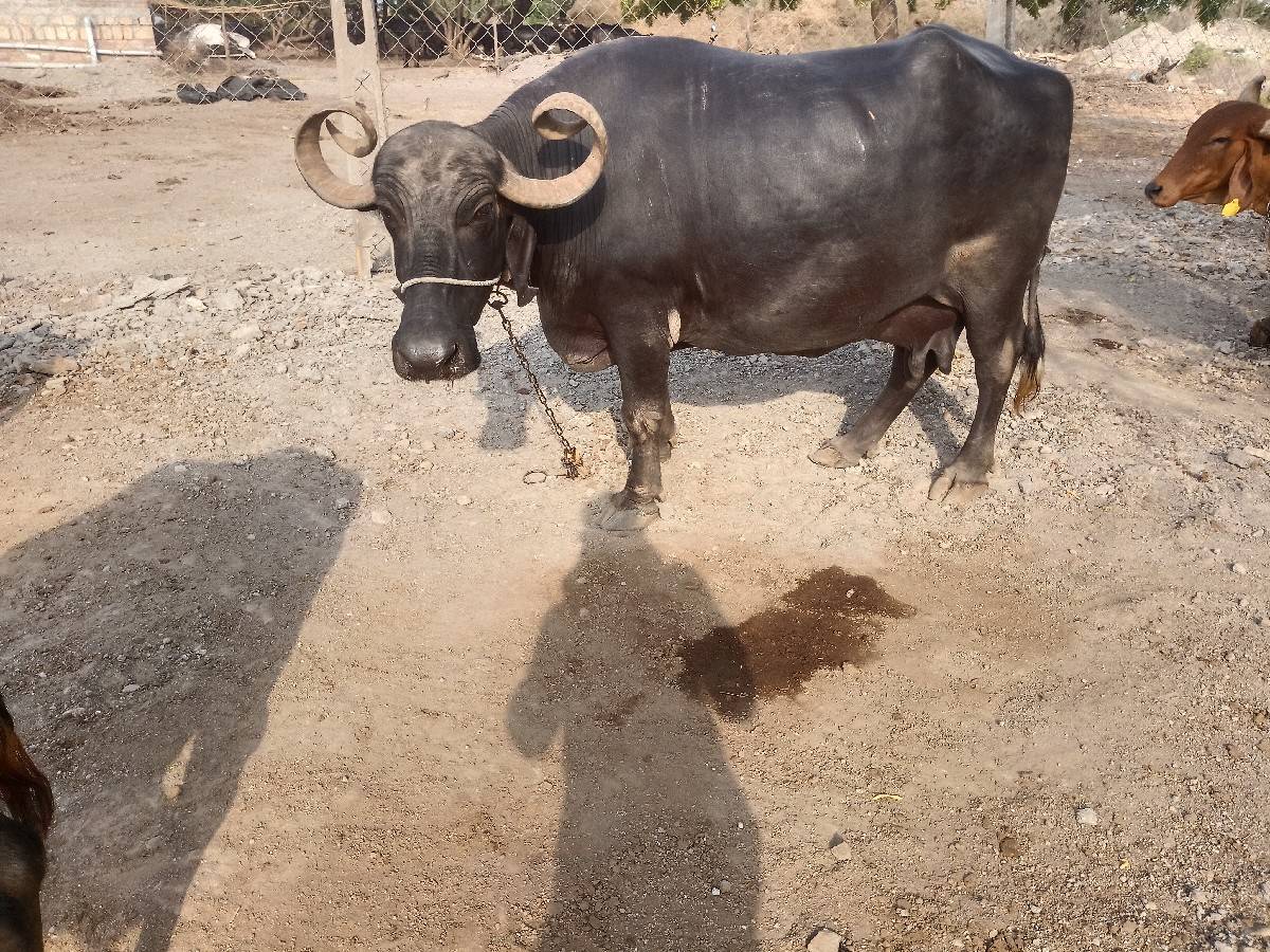 ભેંસ વેચવાની છે