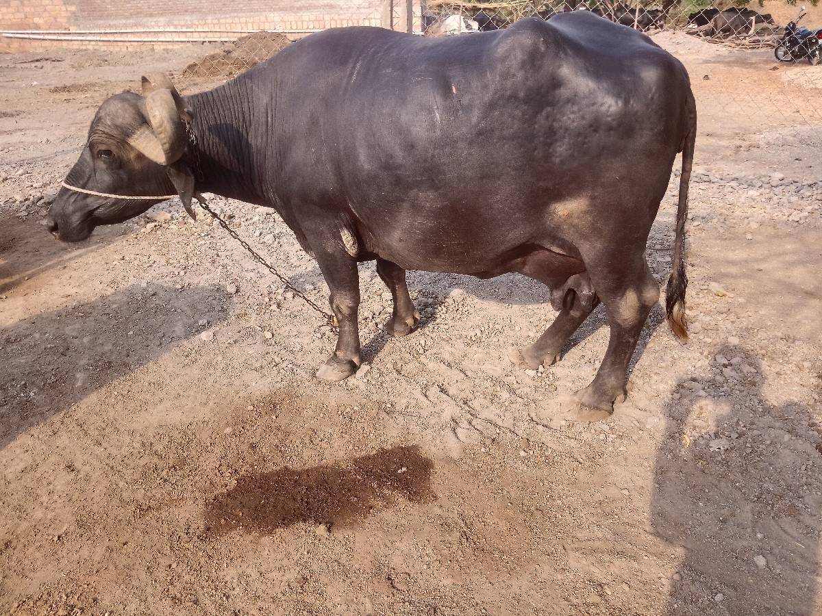 ભેંસ વેચવાની છે