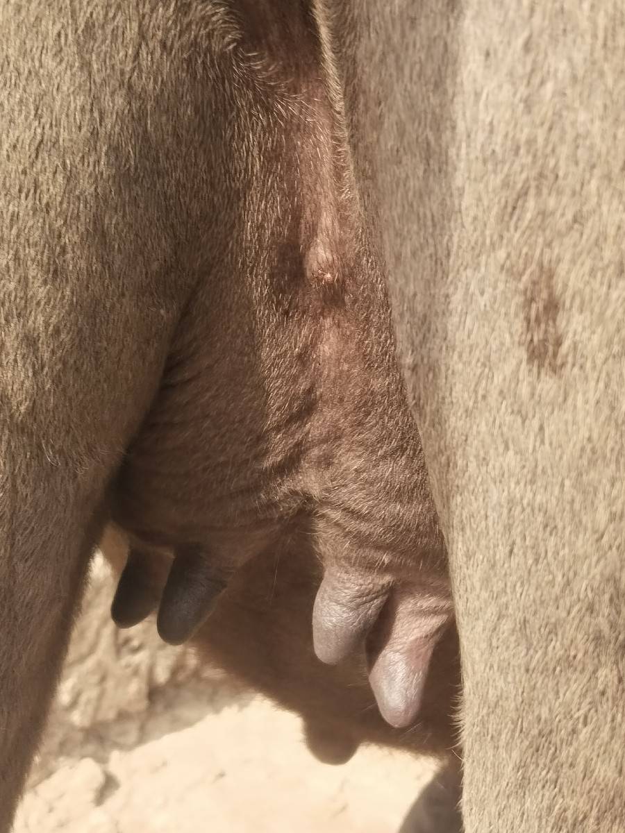 ઓરીજનલ ટોપલી ખડેલી વેચવાની છે