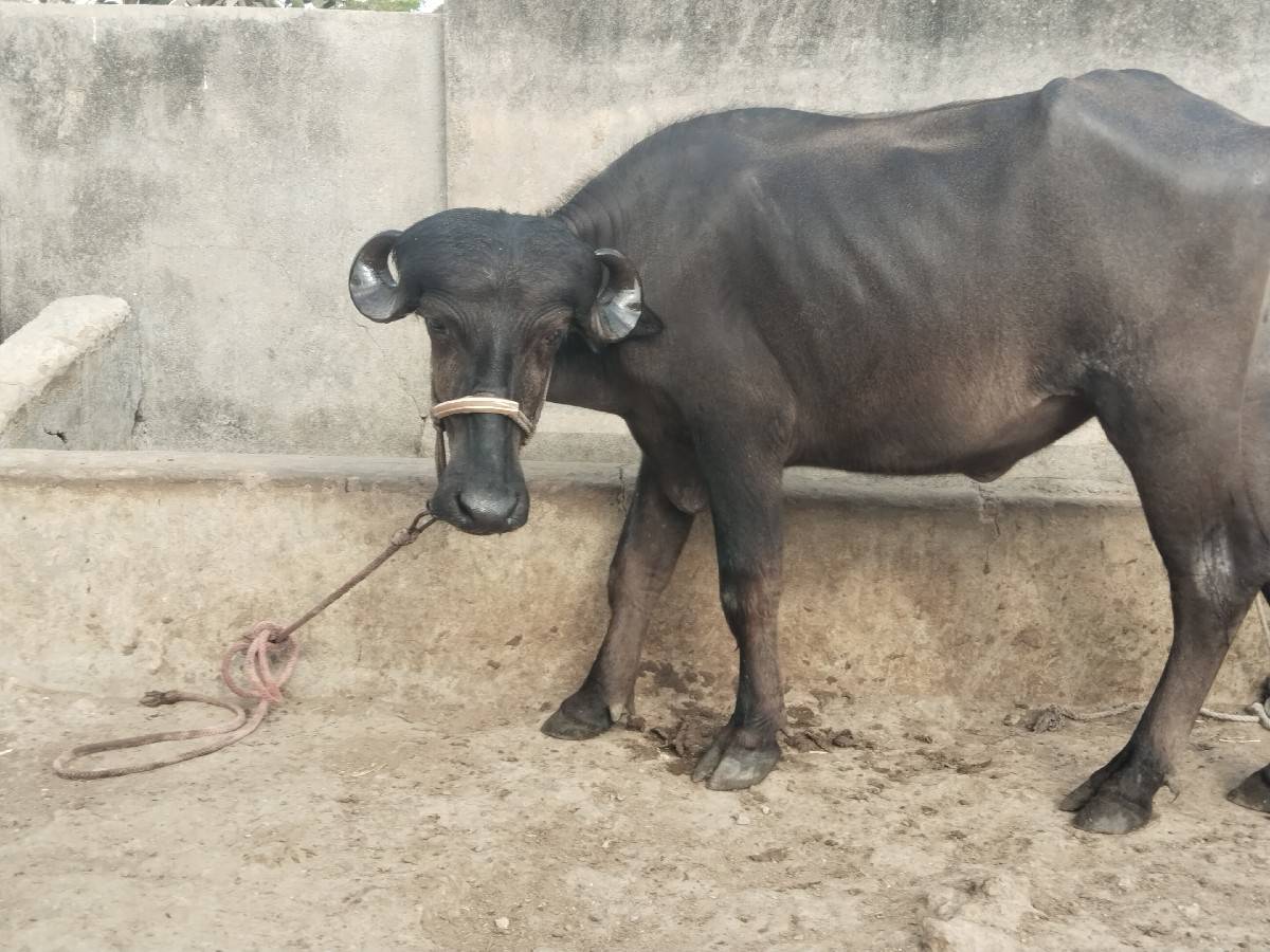 ઓરીજનલ ટોપલી ખડેલી વેચવાની છે