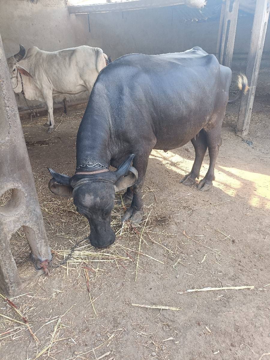 વેચવાની છે