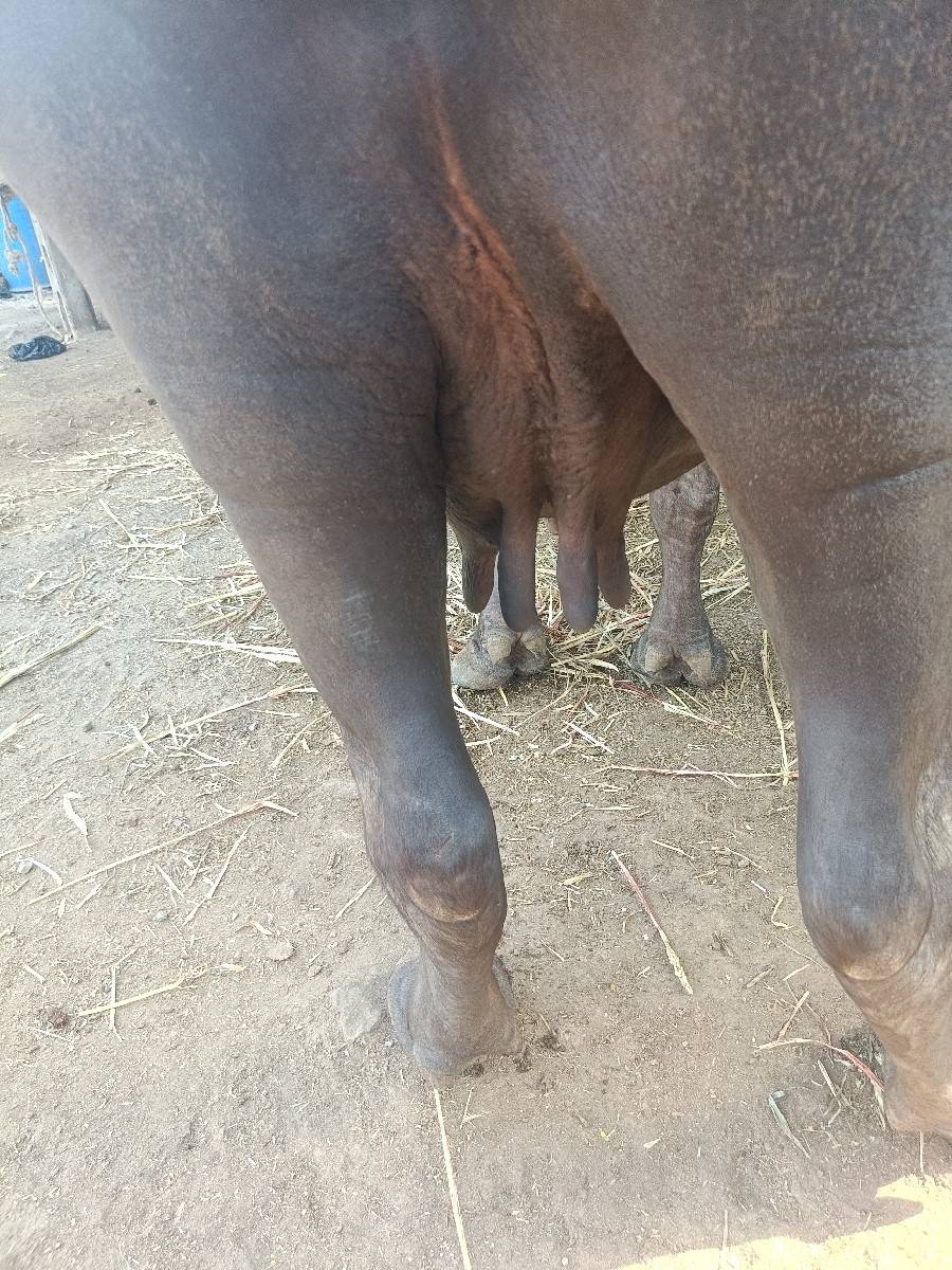 વેચવાની છે