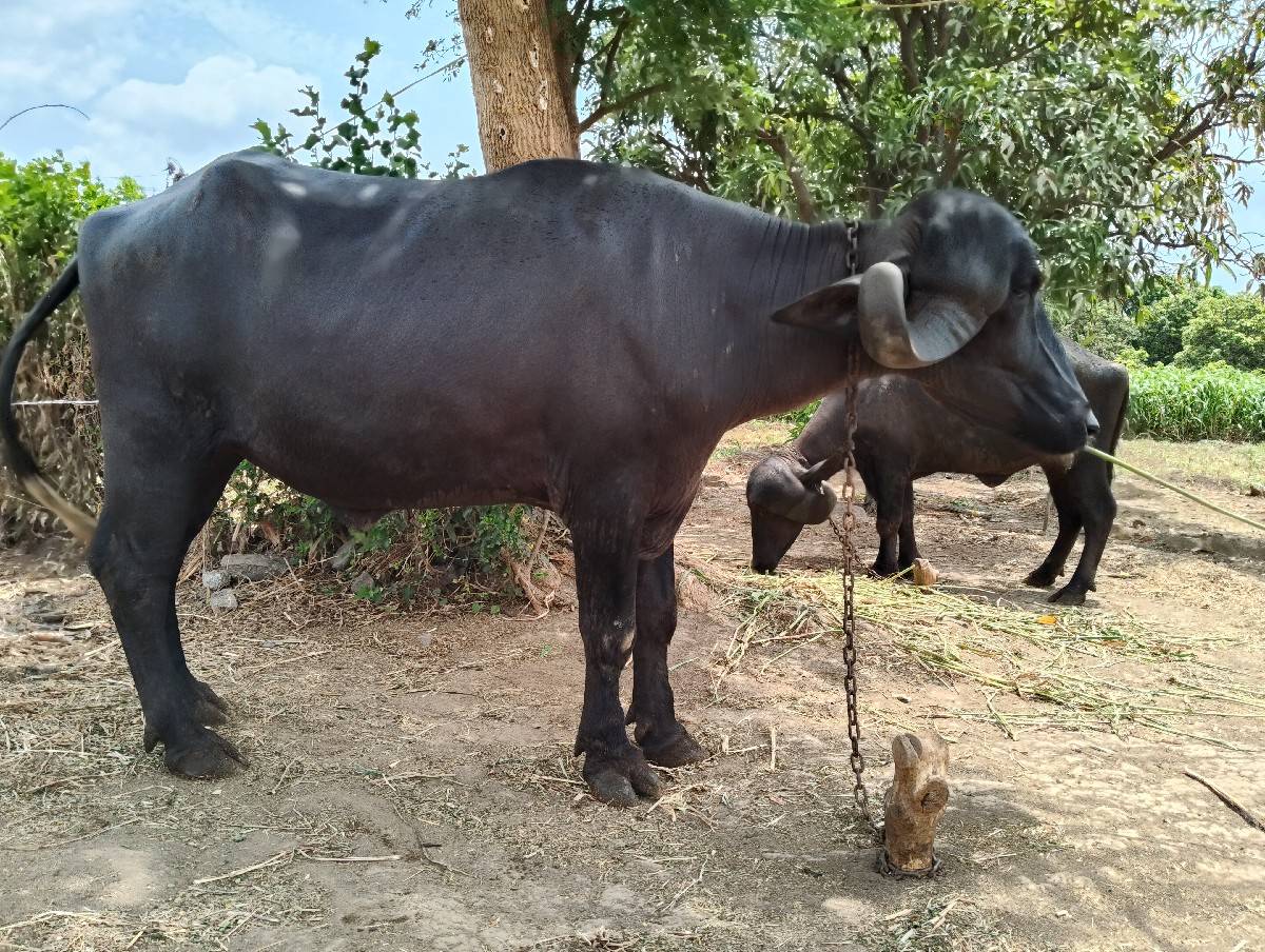 ખડેલી વેચવાની છે