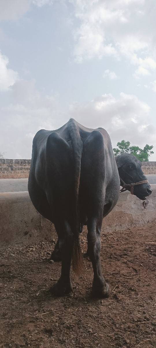 ચોથું વેતર વિયાશે આચર ગરમિનજવાબ