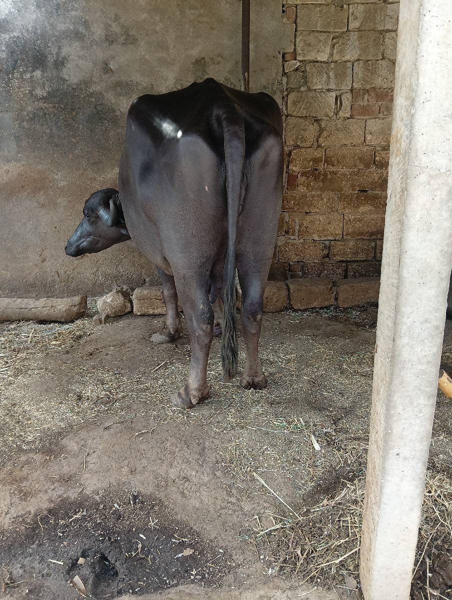 ભેંસ વેચવાની છે વેતર 3