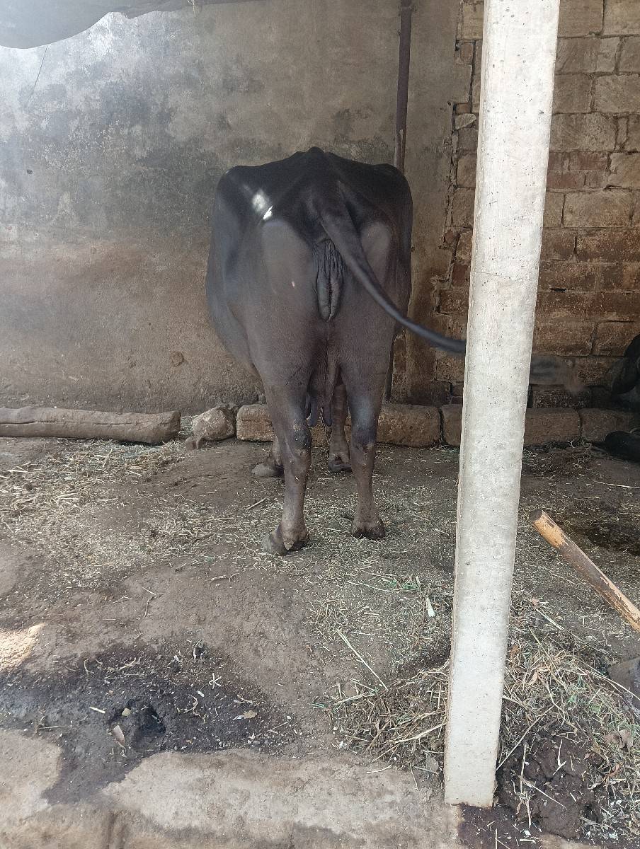 ભેંસ વેચવાની છે વેતર 3