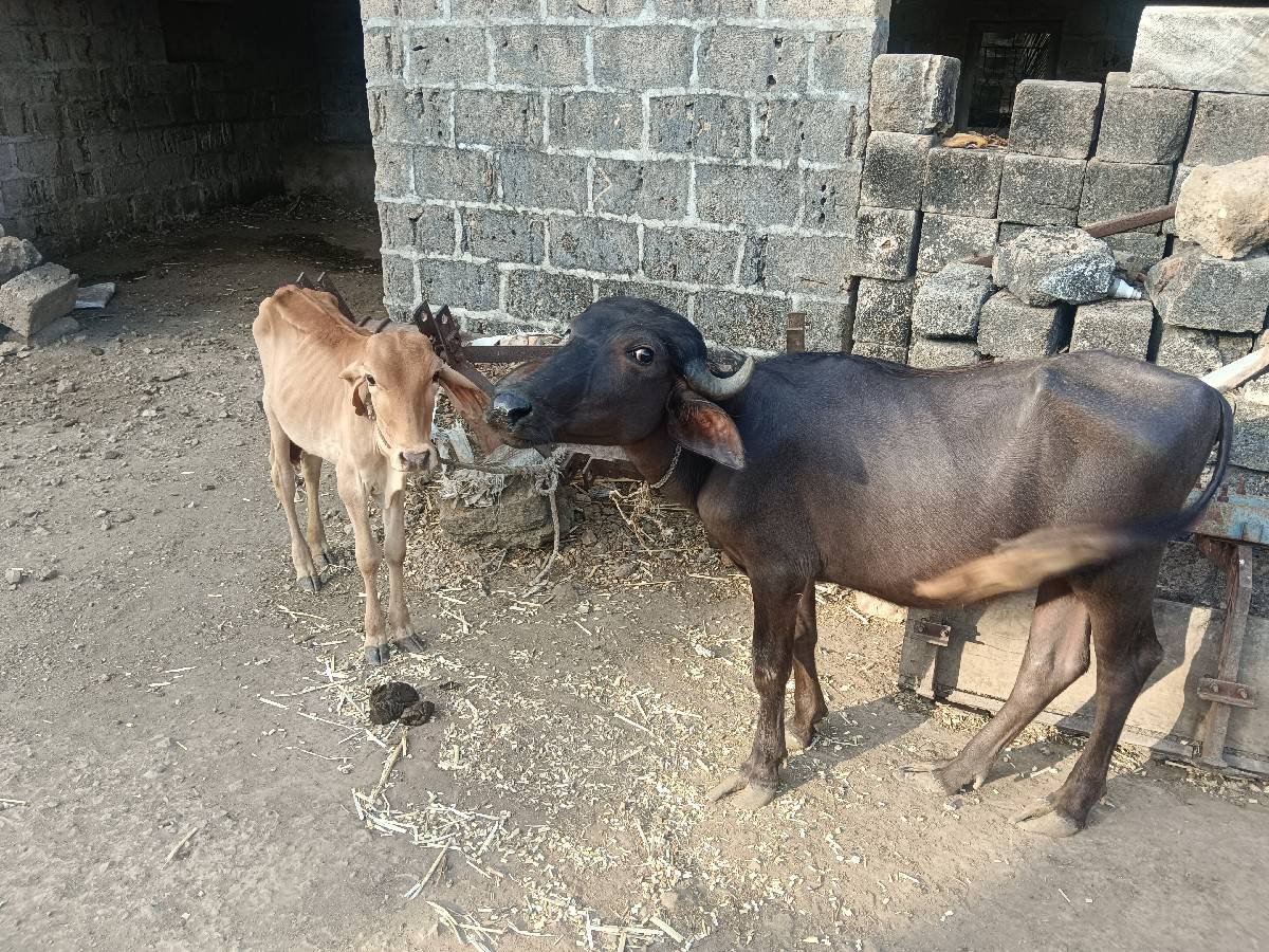 પડી અને વાચડી